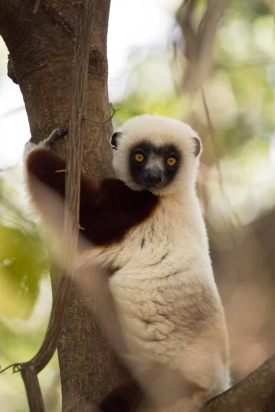 Zeldzame Lemur Gekroonde Sifaka Propithecus Coquerel Kijken Vanaf Een Boom — Stockfoto