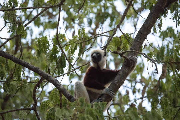 Zeldzame Lemur Gekroonde Sifaka Propithecus Coquerel Kijken Vanaf Een Boom — Stockfoto