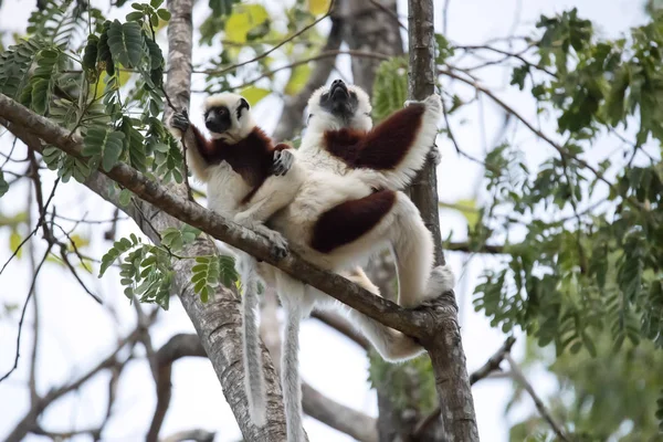 Zeldzame Lemur Gekroonde Sifaka Propithecus Coquerel Een Vrouw Met Een — Stockfoto