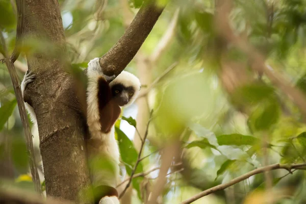 Редкий Лемур Коронованный Сифака Propithecus Coquerel Наблюдая Дерева Неподалеку Анкарафанцика — стоковое фото