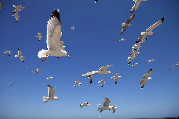 Large Flocks Yellow Legged Gull Larus Michahellis Essaouira Morocco — Stock Photo, Image