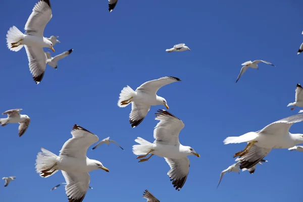 Большие Стаи Желтоногой Чайки Larus Michahellis Essaouira Марокко — стоковое фото