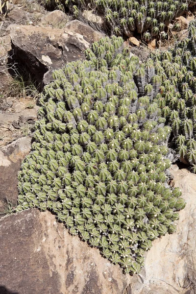 モロッコの大西洋岸の多肉植物 — ストック写真
