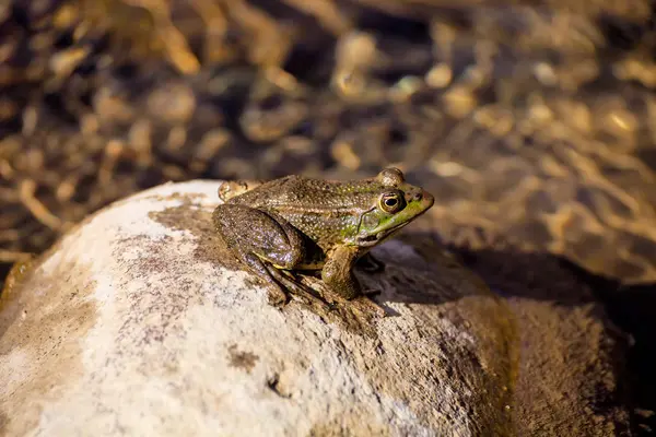 Ένα Πράσινο Βάτραχος Pelophylax Saharicus Μέσα Στο Άγριος Μαρόκο — Φωτογραφία Αρχείου