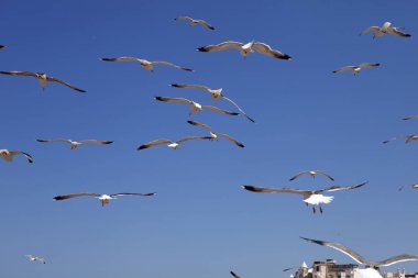 Sarı bacaklı martı Larus michahellis, Essaouira, Fas'ın büyük sürüleri