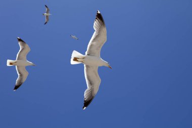 Sarı bacaklı martı Larus michahellis, Essaouira, Fas'ın büyük sürüleri