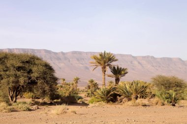 Palmiye ağaçları eteklerinde, Fas
