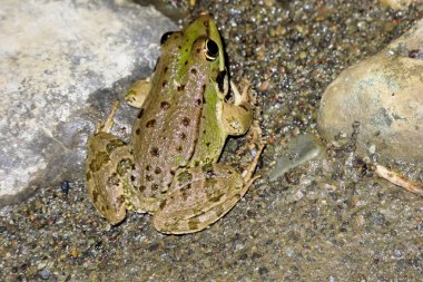 bir yeşil kurbağa Pelophylax saharicus içinde belgili tanımlık vahşi, Fas.