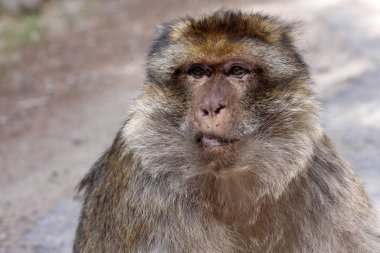 portre baskın erkek Berberi Ape, Macaca Sylvanus, Atlas Dağları, Fas