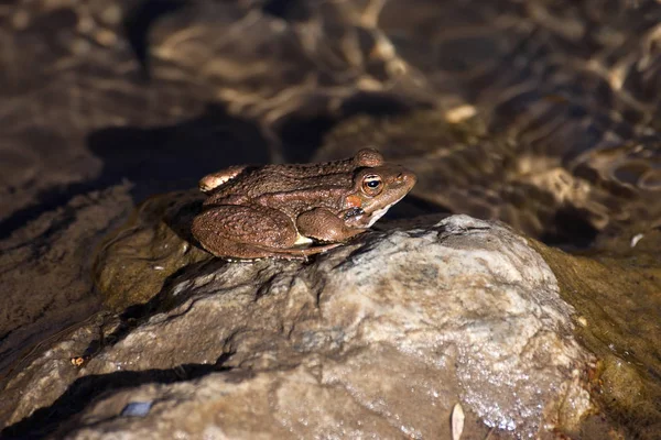 Ένα Πράσινο Βάτραχος Pelophylax Saharicus Μέσα Στο Άγριος Μαρόκο — Φωτογραφία Αρχείου