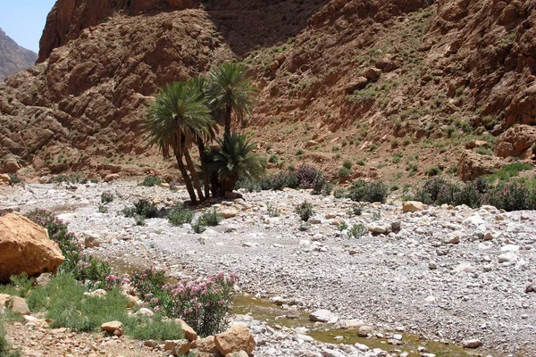 Naturaleza Todra Gorge Marruecos — Foto de Stock