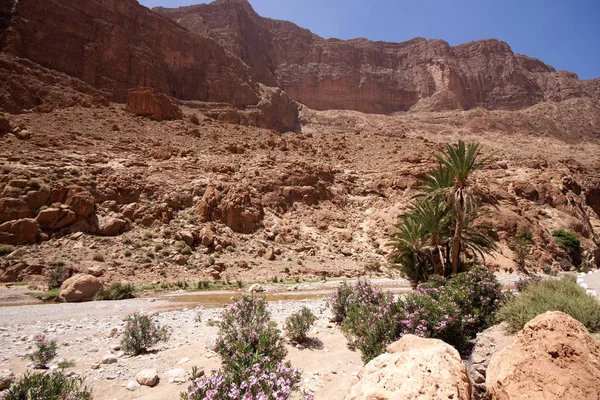 Natura Todra Gorge Marocco — Foto Stock