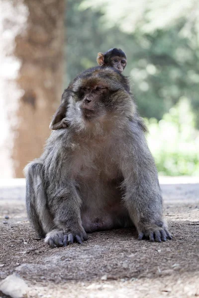 Vrouw Met Jonge Barbarijse Ape Macaca Sylvanus Atlasgebergte Marokko — Stockfoto