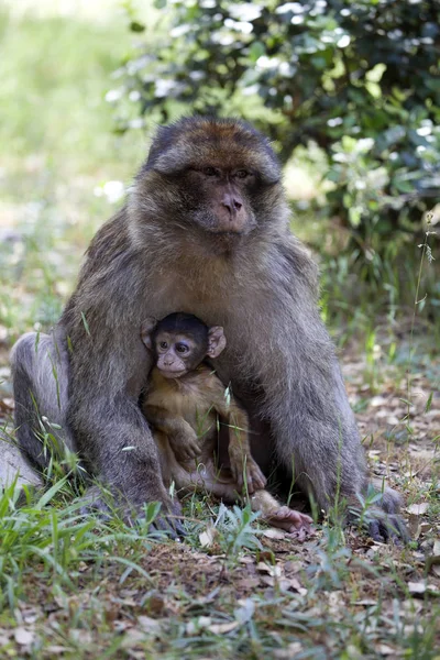 Vrouw Met Jonge Barbarijse Ape Macaca Sylvanus Atlasgebergte Marokko — Stockfoto