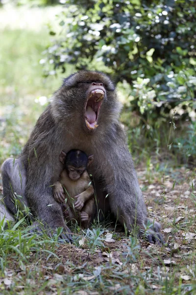 Mujer Disgustada Con Joven Berbería Mono Macaca Sylvanus Montañas Atlas — Foto de Stock