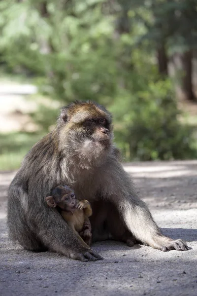 Vrouw Met Jonge Barbarijse Ape Macaca Sylvanus Atlasgebergte Marokko — Stockfoto