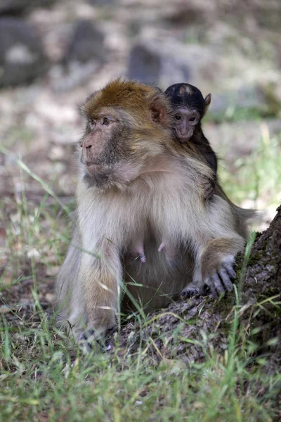 Vrouw Met Jonge Barbarijse Ape Macaca Sylvanus Atlasgebergte Marokko — Stockfoto