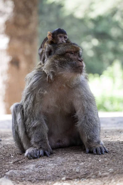 Hembra Con Joven Berbería Mono Macaca Sylvanus Montañas Atlas Marruecos — Foto de Stock