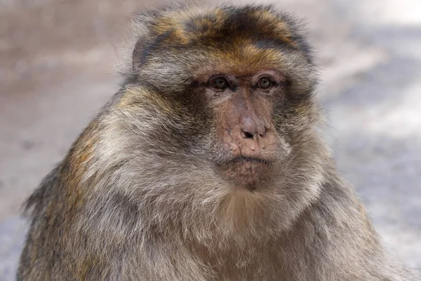 Portrait Dominant Mâle Barbary Ape Macaca Sylvanus Atlas Mountains Maroc — Photo