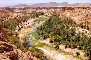 palmiye ağaçları, Fas ile güzel deep river Kanyonu