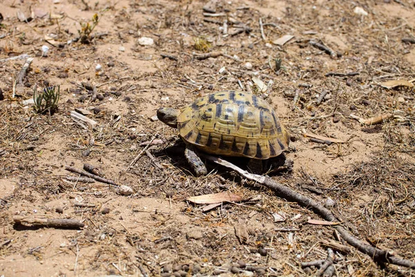 Tortuga Muslo Espolón Mediterránea Testudo Graeca Norte Marruecos — Foto de Stock