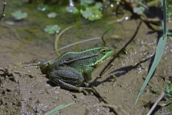 つの緑のカエル野生 モロッコの Pelophylax Saharicus — ストック写真