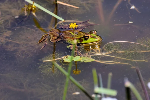 つの緑のカエル野生 モロッコの Pelophylax Saharicus — ストック写真