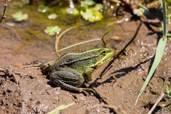 Ένα Πράσινο Βάτραχος Pelophylax Saharicus Μέσα Στο Άγριος Μαρόκο — Φωτογραφία Αρχείου