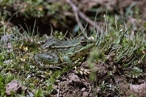 Ένα Πράσινο Βάτραχος Pelophylax Saharicus Μέσα Στο Άγριος Μαρόκο — Φωτογραφία Αρχείου