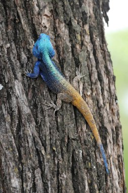 Ortak agama Matopos Milli Parkı, Zimbabve