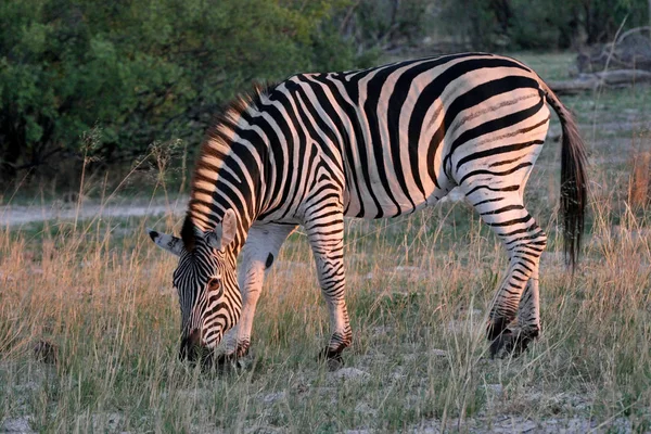 Zebra Das Planícies Equus Quagga Parque Nacional Hwange Zimbabué — Fotografia de Stock