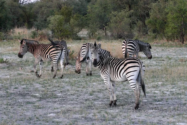 Plains Zebra Equus Quagga Hwange National Park Zimbabue —  Fotos de Stock