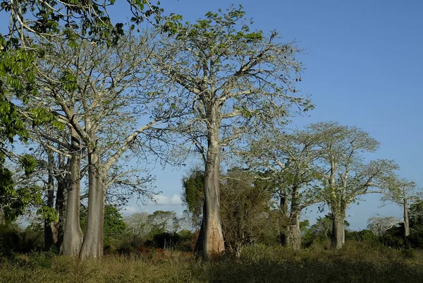 Bela Árvore Baobá Moçambique — Fotografia de Stock