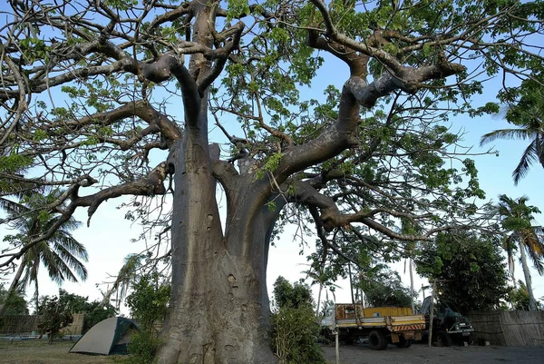 large baobab tree in the village square, Mozambique