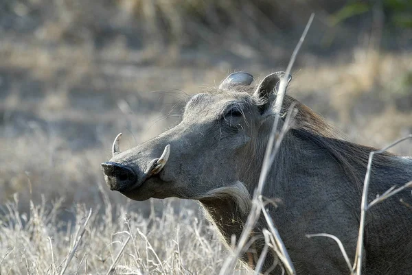 Desert Warthog Phacochoerus Aethiopicus Retrato Masculino Parque Nacional Gorongosa Moçambique — Fotografia de Stock