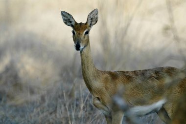 Steenbok, Raphicerus campestris, Gorongosa Milli Parkı, Mozambiqu