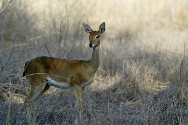 Steenbok, Raphicerus campestris, Gorongosa Milli Parkı, Mozambiqu