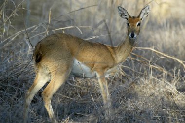 Steenbok, Raphicerus campestris ,Gorongosa National Park, Mozambiqu clipart