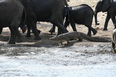 Timsah, Hwange Milli Parkı, Zimbabve karşı filler