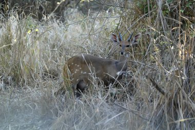 Ceylanlar, yayılım gösterir: scriptus, Gorongosa Milli Parkı Mozambik