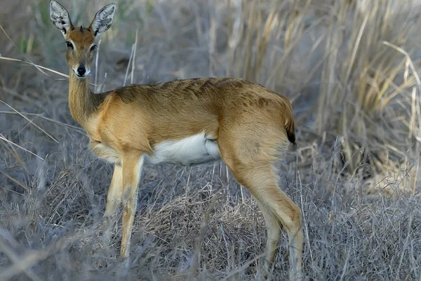 Είδος Αντιλόπης Raphicerus Campestris Εθνικό Πάρκο Gorongosa Mozambiqu — Φωτογραφία Αρχείου