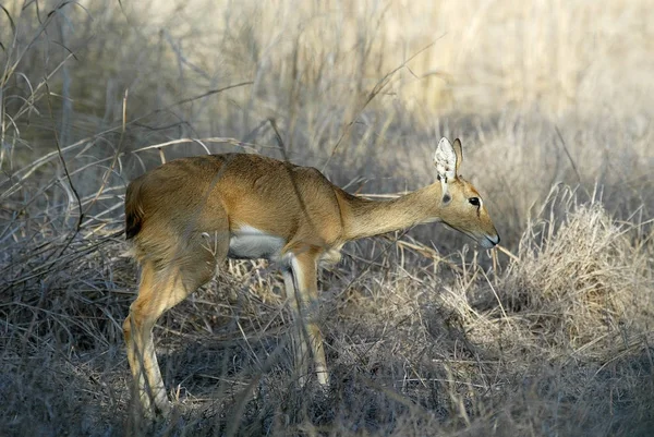Steenbok Raphicerus Campestris Gorongosa Nationalpark Mozambiqu — Stockfoto