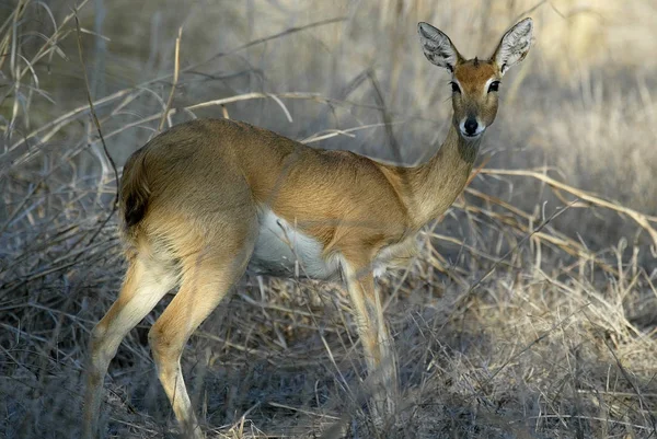 Steenbok Raphicerus Campestris Parque Nacional Gorongosa Mozambiqu — Foto de Stock