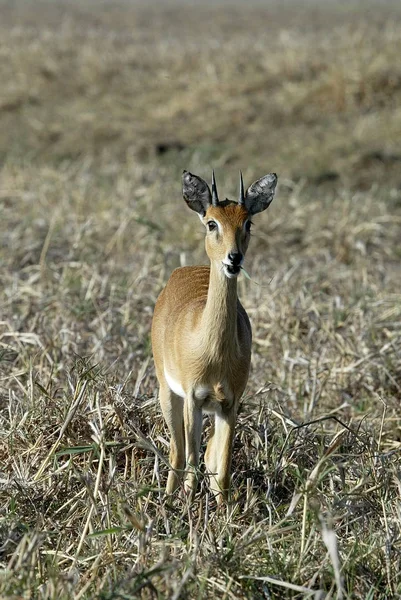 Steenbok Raphicerus Campestris Gorongosa Mozambiqu — 스톡 사진