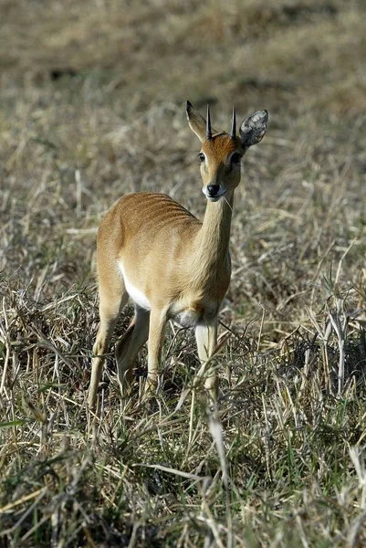 Antilopa Raphicerus Campestris Národní Park Gorongosa Mozambiqu — Stock fotografie