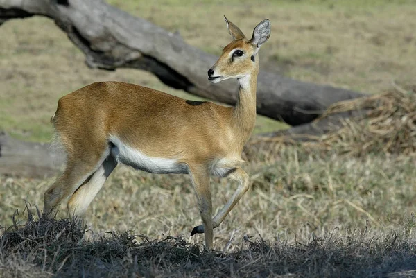 Steenbok Raphicerus Campestris Parque Nacional Gorongosa Mozambiqu — Fotografia de Stock