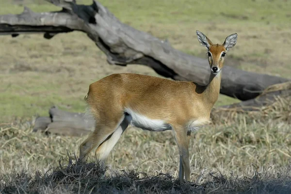 Steenbok Raphicerus Campestris Parque Nacional Gorongosa Mozambiqu — Fotografia de Stock