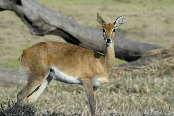 Steenbok Raphicerus Campestris Parque Nacional Gorongosa Mozambiqu — Foto de Stock