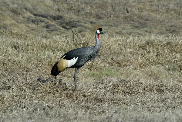 Νότια Στεμμένων Γερανός Balearica Regulorum Gorongosa Εθνικό Πάρκο Μοζαμβίκη — Φωτογραφία Αρχείου