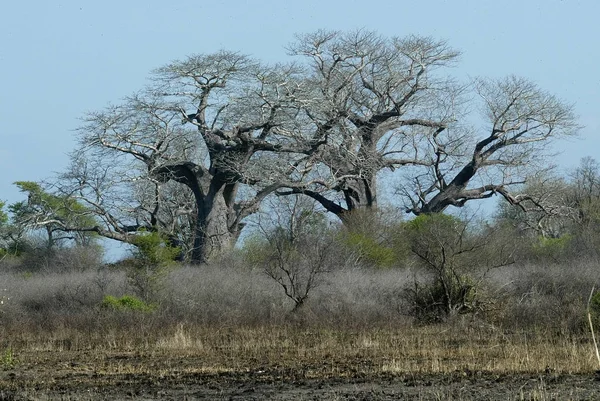 Красивый Баобаб Мозамбик — стоковое фото